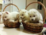 Irk Ve Sağlik Garanti̇li̇ Güzel Yüzlü Samoyed Yavrularimiz