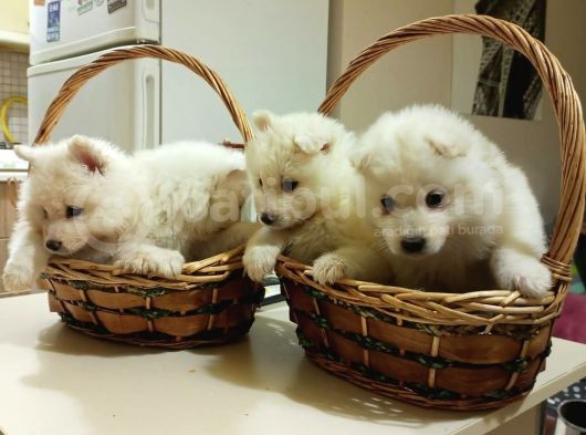 Irk Ve Sağlik Garanti̇li̇ Güzel Yüzlü Samoyed Yavrularimiz görsel