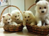 Irk Ve Sağlik Garanti̇li̇ Güzel Yüzlü Samoyed Yavrularimiz