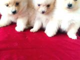 Yavru Pomeranian
