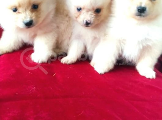 Yavru Pomeranian görsel