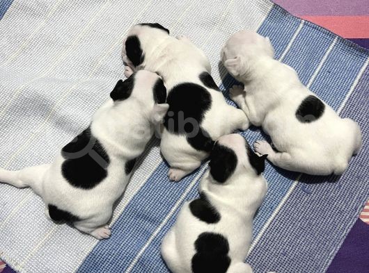 Siyah Beyaz Yavrular French Bulldog