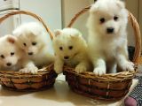 Irk Ve Sağlik Garanti̇li̇ Güzel Yüzlü Samoyed Yavrularimiz