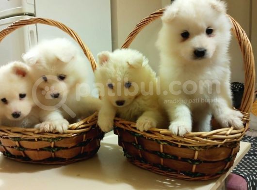 Irk Ve Sağlik Garanti̇li̇ Güzel Yüzlü Samoyed Yavrularimiz görsel