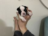 Siyah Beyaz Yavrular French Bulldog