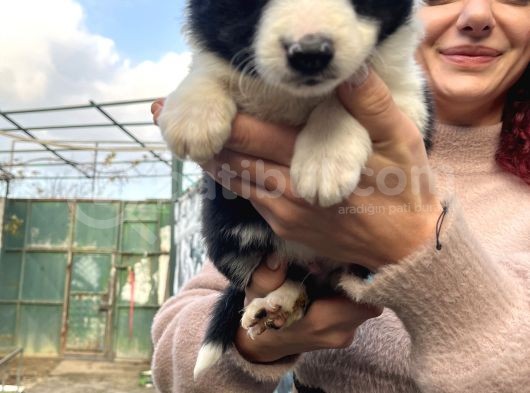 Çok Güzel Border Colli̇e Yavrularimiz görsel