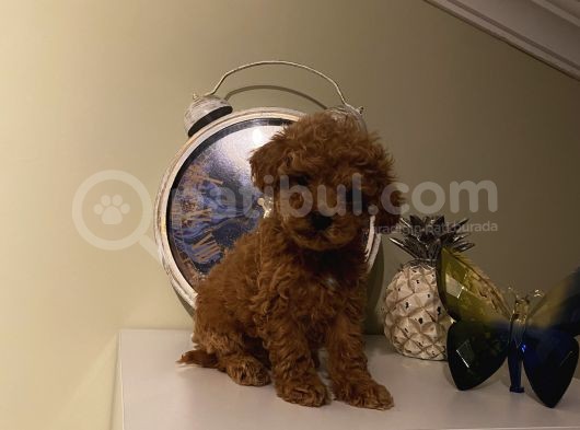 Aşılı Pasaportlu Toypoodle Bebeklerimiz görsel