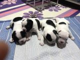 Siyah Beyaz Yavrular French Bulldog