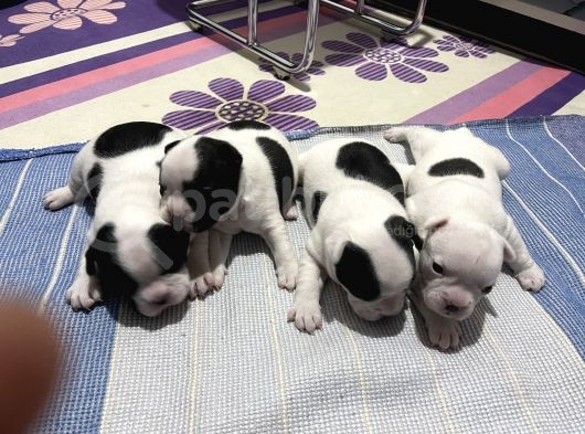 Siyah Beyaz Yavrular French Bulldog görsel