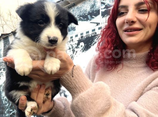 Çok Güzel Border Colli̇e Yavrularimiz görsel
