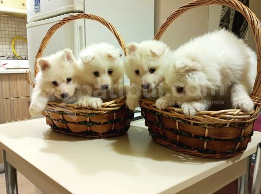 Irk Ve Sağlik Garanti̇li̇ Güzel Yüzlü Samoyed Yavrularimiz