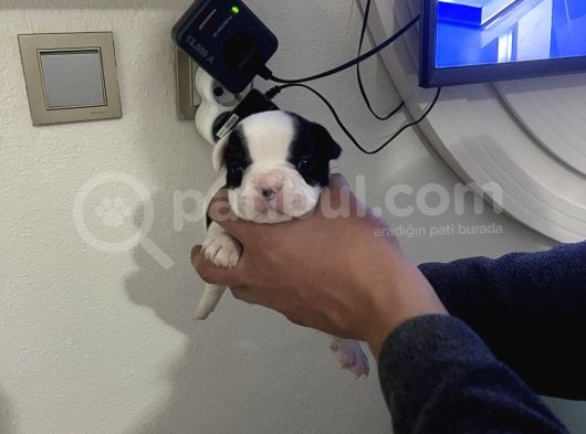 Siyah Beyaz Yavrular French Bulldog görsel