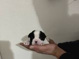 Siyah Beyaz Yavrular French Bulldog