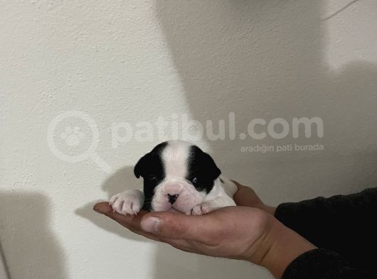 Siyah Beyaz Yavrular French Bulldog görsel