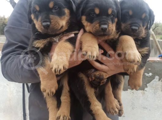 Mükemmel Kali̇te Koca Kafa Rottwei̇ler Yavrularimiz