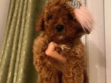 Aşılı Pasaportlu Toypoodle Bebeklerimiz