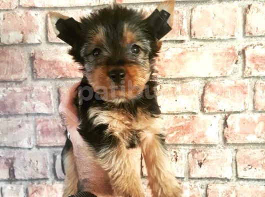 Morkie Cinsi Yavrular Sevimli