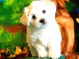 Maltese Terrier Yavruları