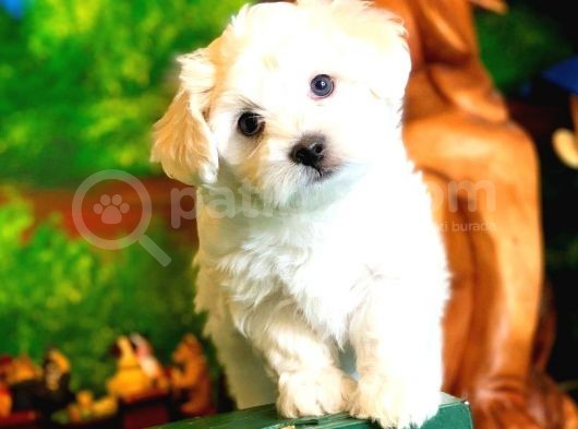 Maltese Terrier Yavruları