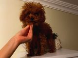 Kore Ve Toy Poodle Oğluşlarım