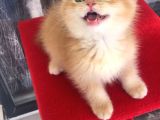 A Kalite Bri̇ti̇sh Shorthai̇r Ve Shorthai̇r Golden Yavrular