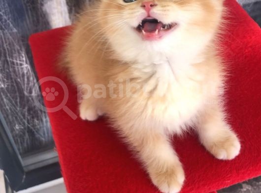 A Kalite Bri̇ti̇sh Shorthai̇r Ve Shorthai̇r Golden Yavrular görsel