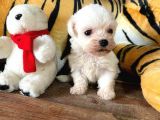 Sifir Numara Maltese Terri̇er Irk Garanti̇li̇