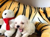 Sifir Numara Maltese Terri̇er Irk Garanti̇li̇