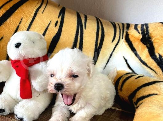 Sifir Numara Maltese Terri̇er Irk Garanti̇li̇ görsel