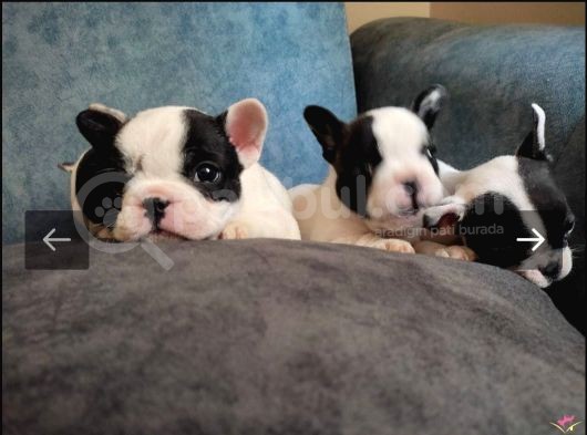 Full Maske French Bulldog Bebeklerimiz görsel