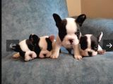 Full Maske French Bulldog Bebeklerimiz