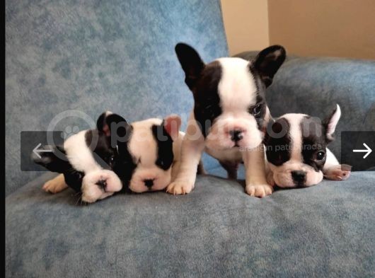 Full Maske French Bulldog Bebeklerimiz görsel