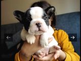 Full Maske French Bulldog Bebeklerimiz