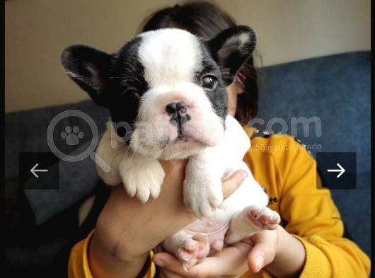 Full Maske French Bulldog Bebeklerimiz görsel