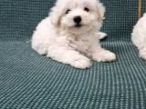 Kar Tanesi Bebeklerimiz Maltese Terrier