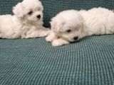 Kar Tanesi Bebeklerimiz Maltese Terrier