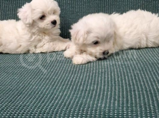 Kar Tanesi Bebeklerimiz Maltese Terrier görsel