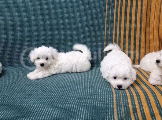 Kar Tanesi Bebeklerimiz Maltese Terrier görsel
