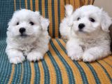 Kar Tanesi Bebeklerimiz Maltese Terrier