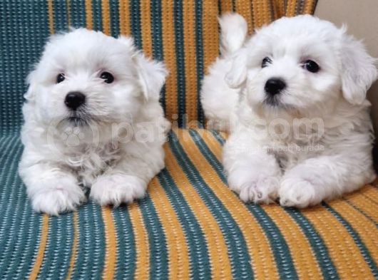 Kar Tanesi Bebeklerimiz Maltese Terrier görsel
