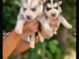 Mavi Göz Full Maske Husky Yavrularimiz