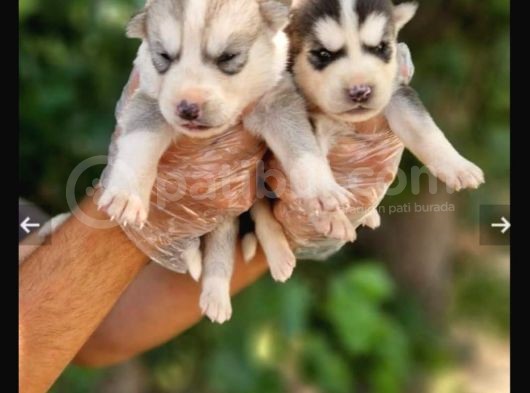 Mavi Göz Full Maske Husky Yavrularimiz görsel