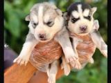Mavi Göz Full Maske Husky Yavrularimiz