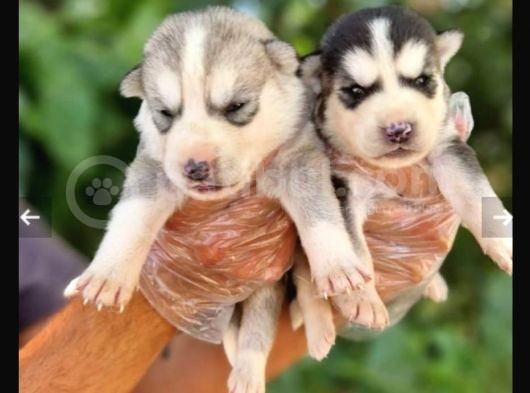 Mavi Göz Full Maske Husky Yavrularimiz görsel
