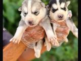 Mavi Göz Full Maske Husky Yavrularimiz