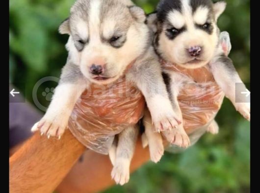 Mavi Göz Full Maske Husky Yavrularimiz görsel