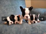 Full Maske French Bulldog Bebeklerimiz