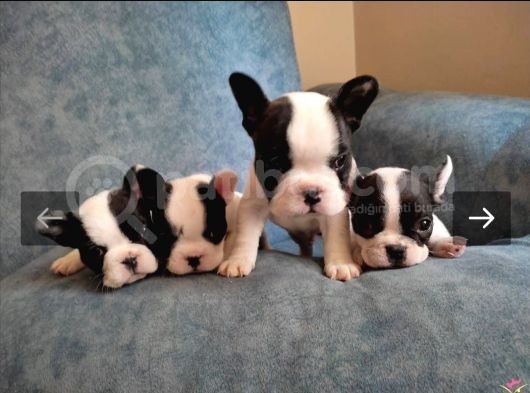 Full Maske French Bulldog Bebeklerimiz görsel