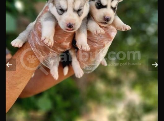 Mavi Göz Full Maske Husky Yavrularimiz görsel