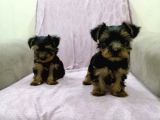 Morkie Cinsi Yavrular Sevimli